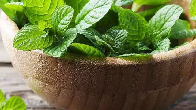 Benefits of Peppermint