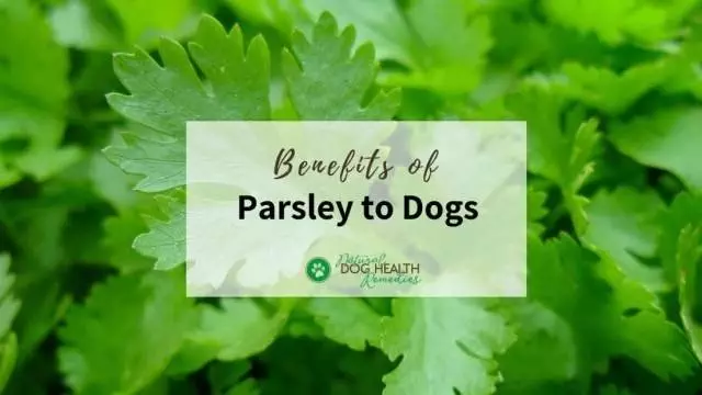 Health Benefits of Parsley