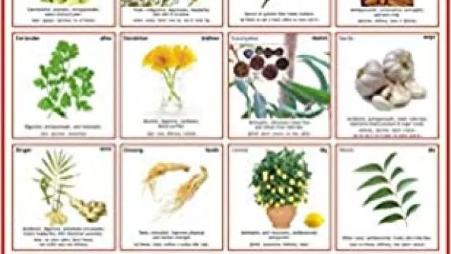 Top 10 Medicinal Herbs to Keep in Your Garden