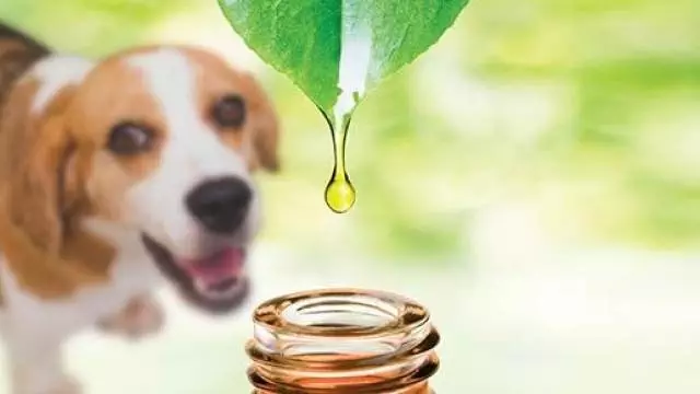 Essential Oils For Pets – Safety Tips
