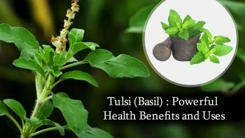 Benefits of Basil