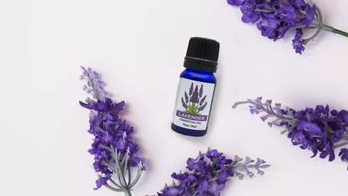 Lavender Oil Benefits and Uses